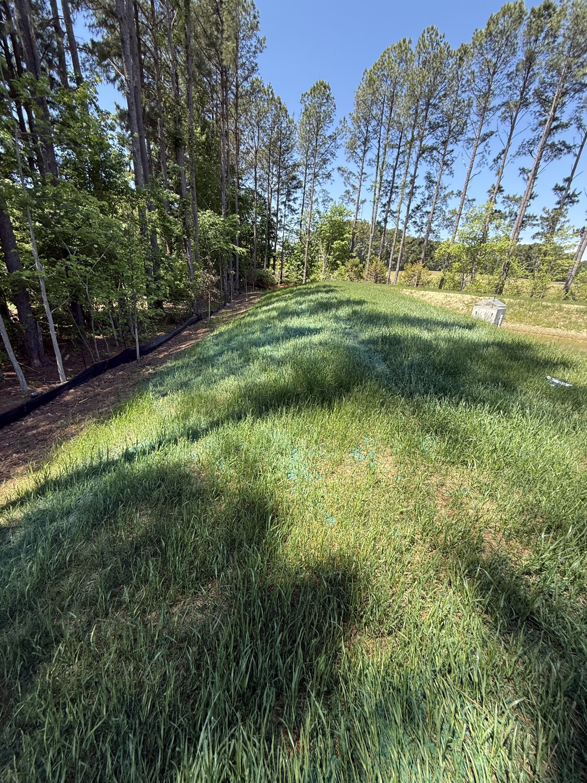new lawn hydroseed